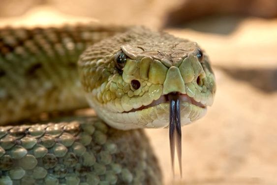Snake Park (Tapkara)