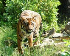 Srisailam Tiger Reserve