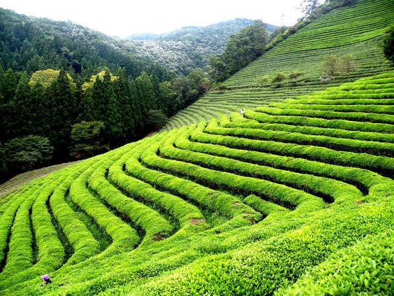 Tea Gardens
