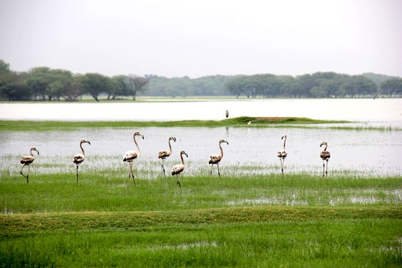 Thol Bird Sanctuary