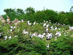 Uppalapadu Nature Conservation