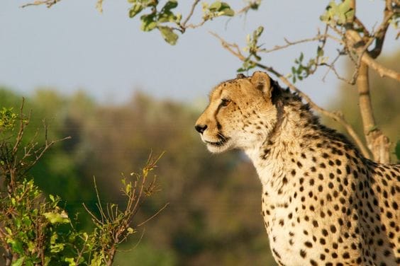 Vansda National Park