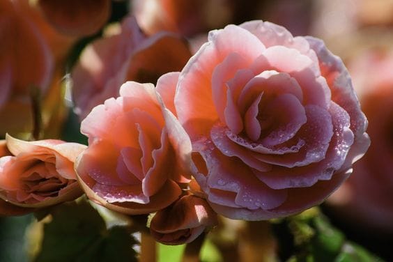 Zakir Hussain Rose Garden